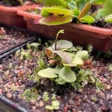 Image result for Utricularia welwitschii