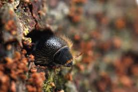 The spruce beetle, dendroctonus rufipennis (kirby), is the most significant natural mortality agent of outbreaks of this beetle have caused extensive spruce mortality from alaska to arizona and have. Small Pests Big Problems The Global Spread Of Bark Beetles Yale E360