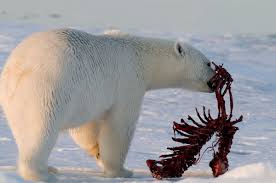 polar bear diet wwf arctic