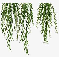 There are some differences of opinion among authorities whether this tree should be considered a variety or a cultivar of salix alba (white willow). Willow Svg Black And White Stock Weeping Willow Tree Png Leaves Free Transparent Png Download Pngkey
