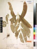 Image result for Coniogramme africana