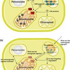 We did not find results for: Pdf How Do Plants Make Mitochondria