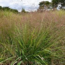 Image result for Eragrostis patens