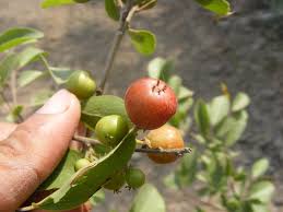 Image result for Flacourtia indica