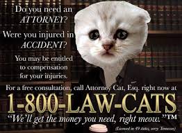A texas lawyer whose mishap with a cat filter on zoom has made him an internet sensation says he is surprised at the global reaction. Steven J Vaughan Nichols On Twitter The Newly Born Cat Lawyer Meme Will Live Forever And That S Great