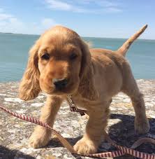 De Nouvelles Technologies Apparaissent Tous Les Jours Et Pour Chacune D Entre Elles C Est D Autant Plus D Usages Qui Sont Chiots Epagneul Beaux Chiens Animaux