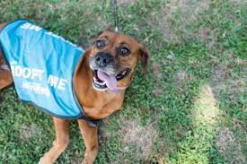 This opens in a new window. Rescue Partners San Diego Humane Society