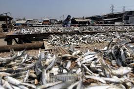 We did not find results for: Nelayan Menjemur Ikan Hasil Tangkapan Tribunnews Com