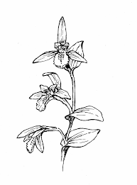 Image result for Triceratorhynchus