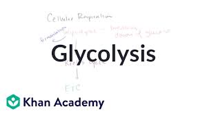 Overview Of Glycolysis Video Glycolysis Khan Academy