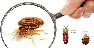 We did not find results for: Punaise De Lit Traitement Solutions Et Guide Pour Les Eradiquer