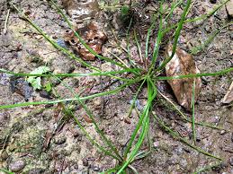 Image result for Isoetes schweinfurthii