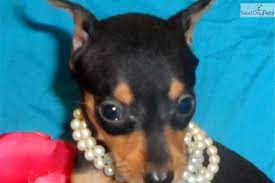 Charlie Petite Flight Included In The Price Pinscher Miniature Pinscher Puppy Miniature Pinscher