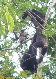 Image result for Lecaniodiscus fraxinifolius