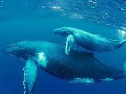 National Geographic Whales Whale Whale Species Cetacean