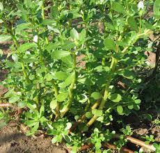 Portulak Sommerportulak Die Samengreisslerei