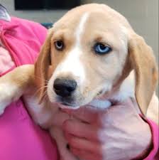Lulu Is Love Dog Adoption Brown Dog Dogs