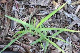 Image result for Melinis longiseta