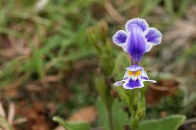 Image result for Craterostigma