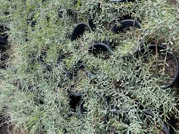 Image result for Acacia pentagona