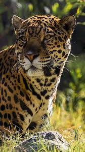 Jaguar The Big Cat In 1080x1920 Resolution Beautiful Nature Wallpaper Hd Jaguar Pictures Lion Hd Wallpaper