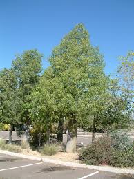 Image result for Brachychiton australis