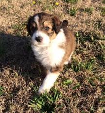 Charlie 6 weeks trained male. Aussiedoodle Puppies For Sale In Grifton North Carolina Classified Americanlisted Com