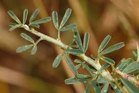 Image result for Crotalaria spinosa