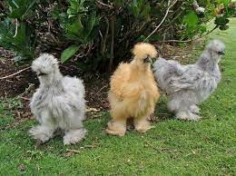 We did not find results for: Top 12 Utterly Bizarre Chicken Breeds Pethelpful