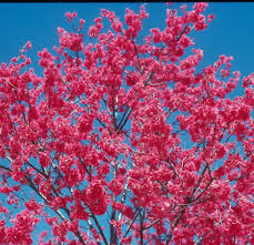 Flowers appear before leaves unfurl, transforming twigs into blooming branches. Online Plant Guide Prunus Campanulata Taiwan Flowering Cherry Cherry Plant Trees To Plant Spring Fruit
