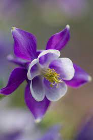 Pin On Flowers