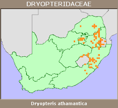 Image result for Dryopteris athamantica