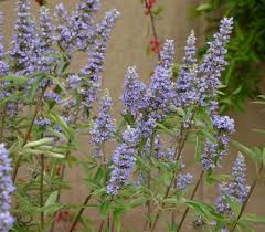 Image result for Vitex harveyana