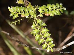 Image result for Phyllocladus trichomanoides