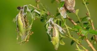 Image result for caterpillar box tree moth inside buxus plant