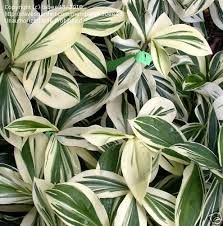 Nestled in a protected natural wetland, the central florida zoo & botanical gardens has animals from around the world including, rhinos, giraffes, leopards, monkeys, exotic birds, an insect zoo. Florida Gardening Best Plants For A Central Fl Shade Garden 1 By Tobee43