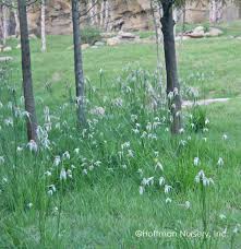 Image result for Rhynchosia divaricata