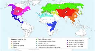 Image result for Cirsium  buchwaldii
