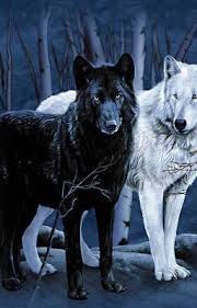Dark Summer Dark Summer White Wolf Wolf Dog Black Wolf