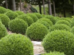 Darum pflanzen sie duftende sträucher am besten in fensternähe, an gartensitzplätzen und wegen, sodass sie den wohlgeruch häufig genießen können. Top 10 Der Beliebtesten Straucher