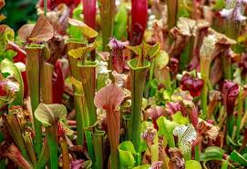 Tannins are a type of molecule which is polyphenolic and derived from plants, especially those which break down. 16 Best Aquatic Pond Plants For Your Functional Water Garden