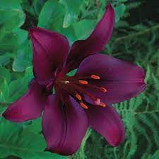 Dark Secret Asiatic Lily Lily Flower Seeds Lily Flower Asiatic Lilies