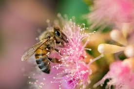Plants for a bee garden 3 Ways To Create A Bee Friendly Garden Or Balcony Product Care Recycling