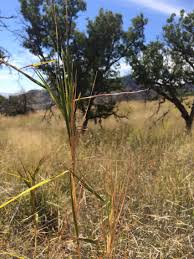 Image result for Heteropogon melanocarpus