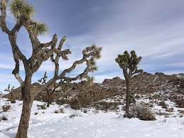 What S The Best Time Of Year To Camp At Joshua Tree Joshua Tree Joshua Tree Camping Joshua Tree National Park