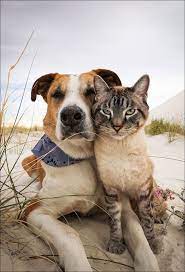 Finding Neverland Welsh Taffy Friends Cute Cats And Dogs Animals Friends Cute Dogs
