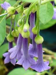 A wide variety of recycle plants for sale options are available to you, such as warranty of core components, local service location, and key selling points. 34 Iochroma Ideas Plants Brugmansia Flowers