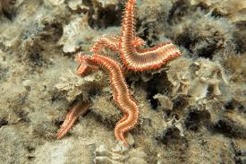 Should You Keep Bristle Worms In Your Aquarium Fishkeeping World