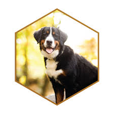 The broad head is flat on the top with a moderate stop. Standard Bernedoodle Puppies Wisconsin Stokeshire Designer Doodles