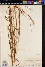 Image result for Hyparrhenia madaropoda